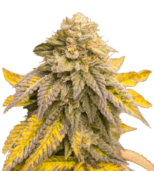 Bruce Banner #
