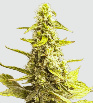 Critical Amnesia