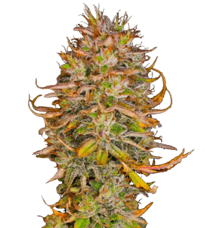 Blueberry OG