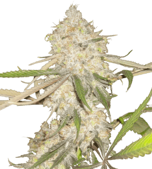 Alpha 21 fem