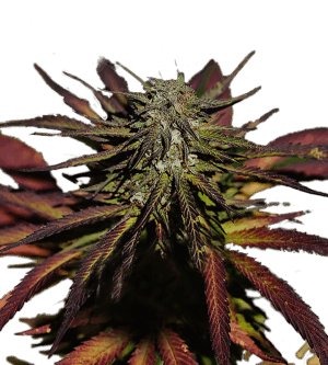 Dozywelly OG