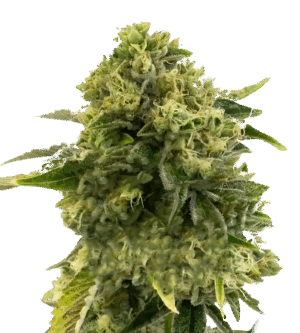 Different GG#4