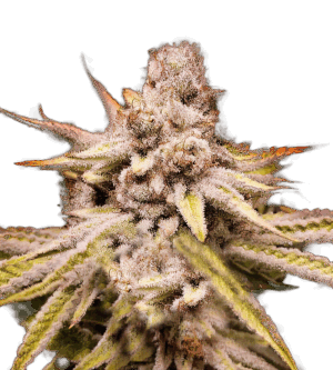 WiFi Kush