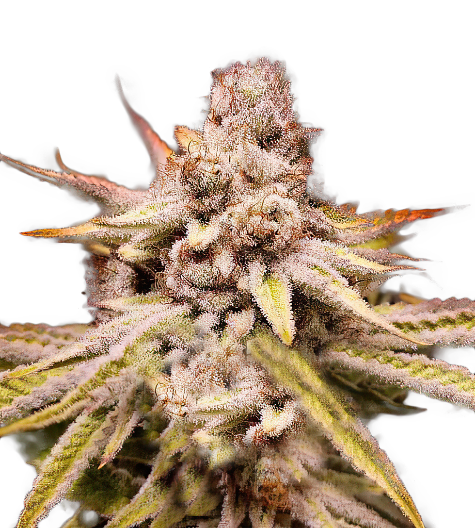 WiFi Kush