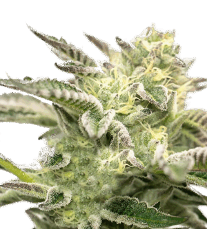 Glue Sherbert