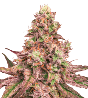 Glue Cookies