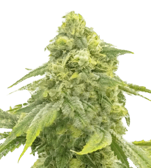 Vitality