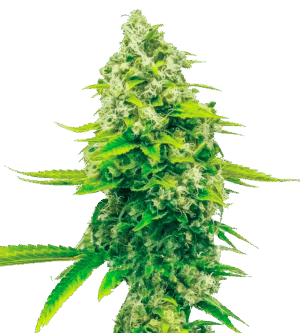 Sith OG