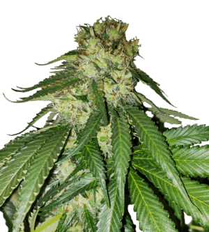 Lemon OG