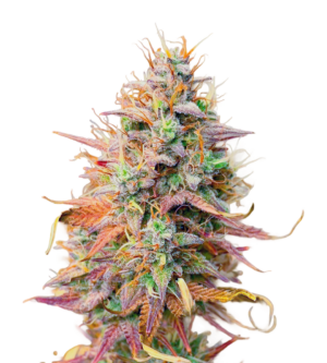 Mandarin Thuggee Auto