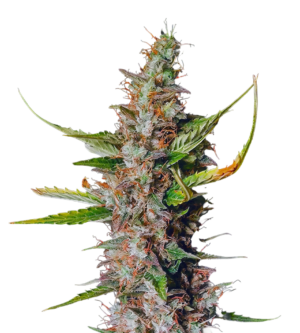 Totally Alpha OG Auto