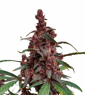Blackberry Moonrocks Auto